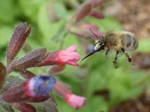 Image of Anthophora plumipes (Pallas 1772)