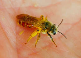 Image of Andrena erythrogaster (Ashmead 1890)