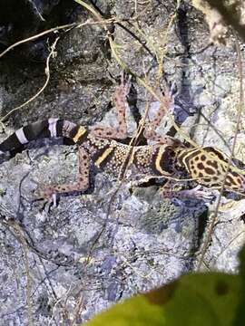 Image of Goniurosaurus liboensis Wang, Yang & Grismer 2013