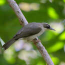 Image of Thick-billed Heleia