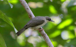 Heleia crassirostris (Hartert 1897) resmi