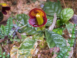 Image of Gesneria shaferi Urb.