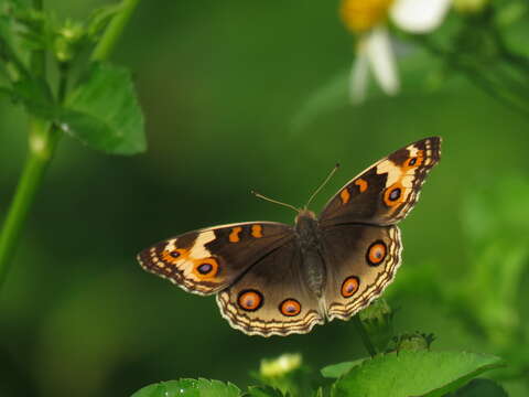 Image de Junonia orithya wallacei Distant 1883