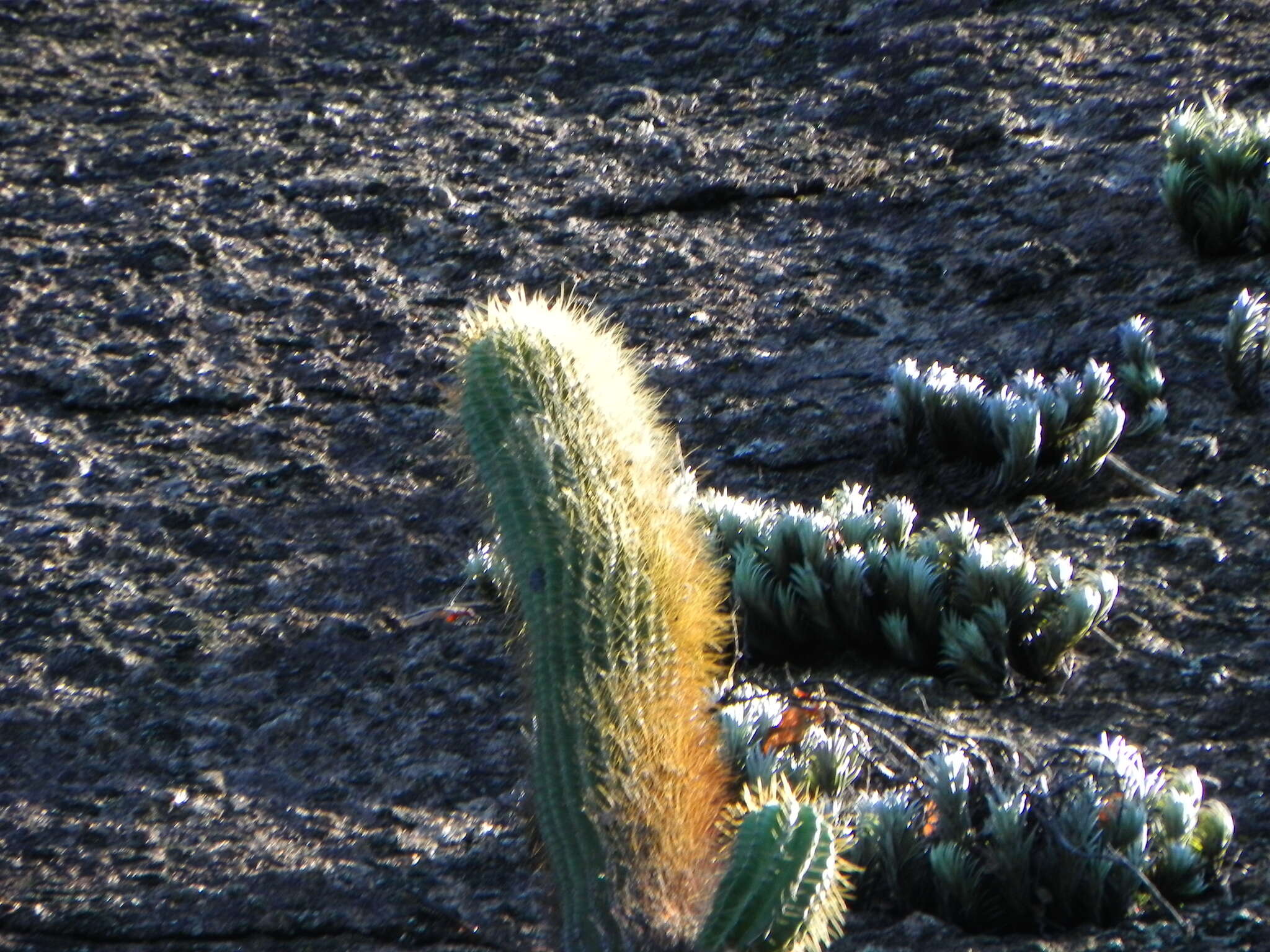 Imagem de Coleocephalocereus fluminensis (Miq.) Backeb.