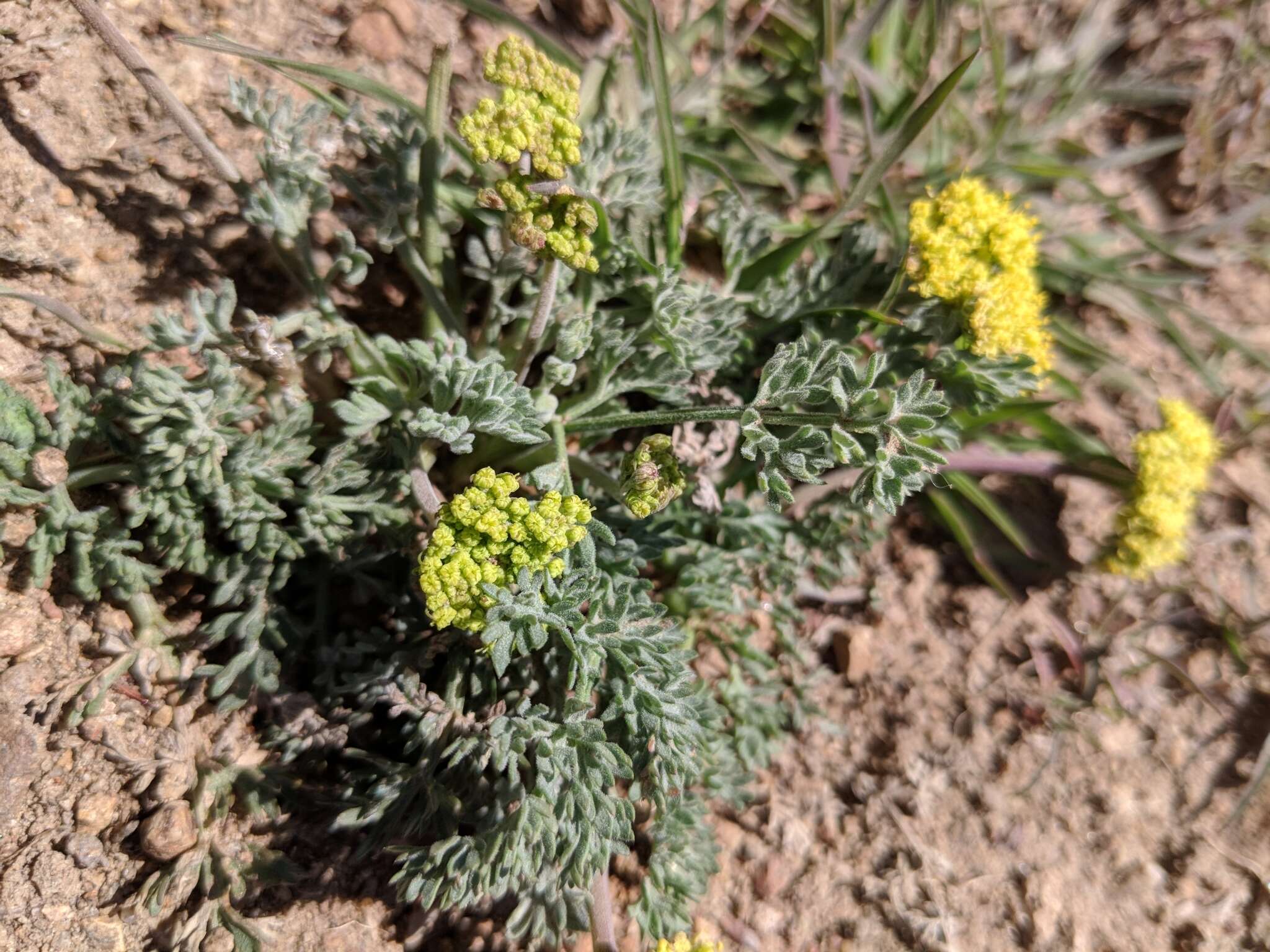 Слика од Lomatium austiniae (Coult. & Rose) Coult. & Rose