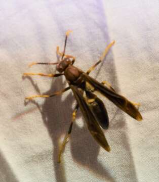 Image of Polistes annularis (Linnaeus 1763)