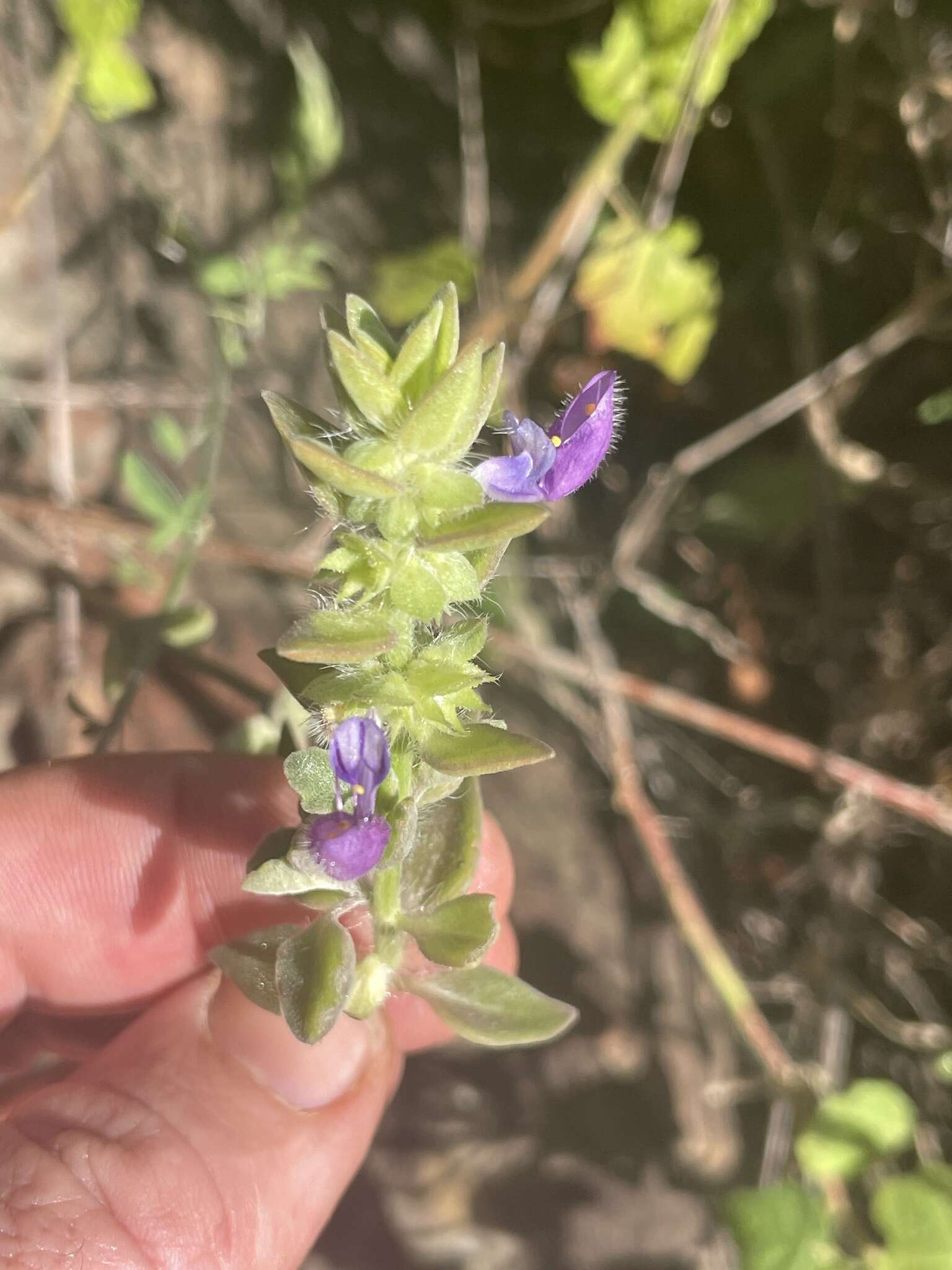 Image of Plectranthus lasianthus (Gürke) Vollesen