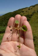 Image of Centella uniflora (Col.) Nannf.