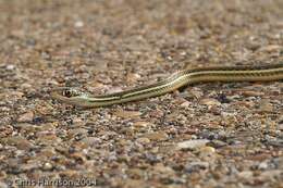 Image of Thamnophis proximus orarius Rossman 1963