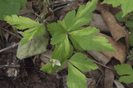 Image of Anemone umbrosa C. A. Mey.