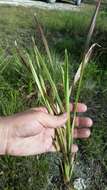 Image of Big Carpet Grass