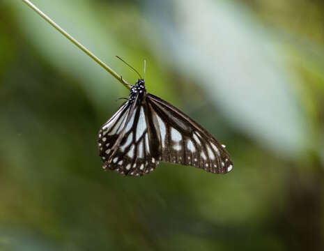 Danaus (Anosia) ismare Cramer 1782的圖片