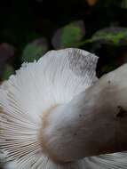 صورة Russula consobrina (Fr.) Fr. 1838