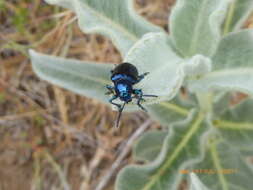 صورة Chrysochus cobaltinus J. L. Le Conte 1857