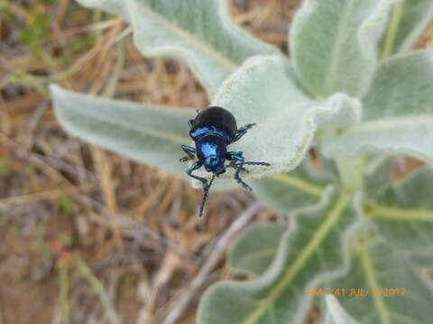 Chrysochus cobaltinus J. L. Le Conte 1857的圖片