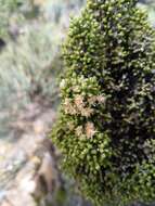 Image de Ozothamnus scutellifolius Hook. fil.