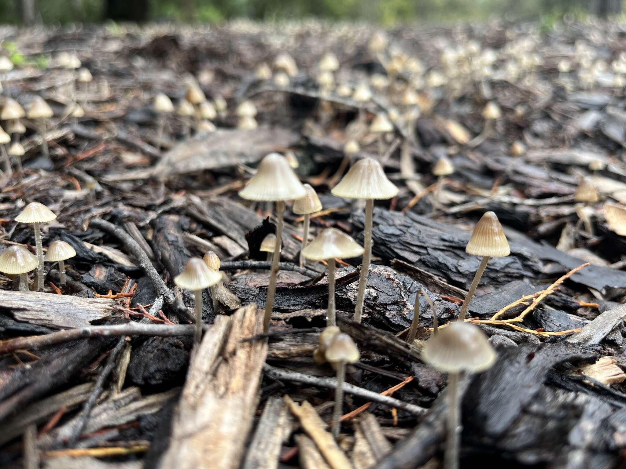 Mycena arcangeliana Bres. 1904 resmi