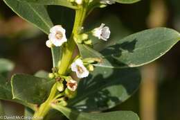 Myoporum insulare R. Br. resmi