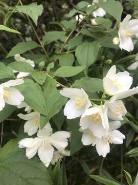 Plancia ëd Philadelphus coronarius L.