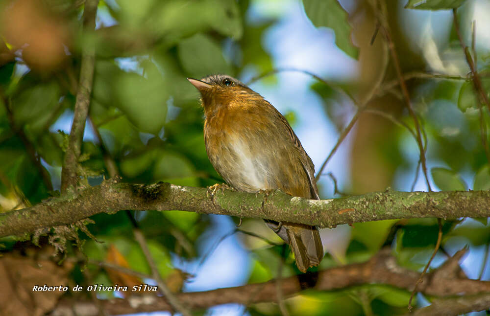 Image of Rufous Gnateater