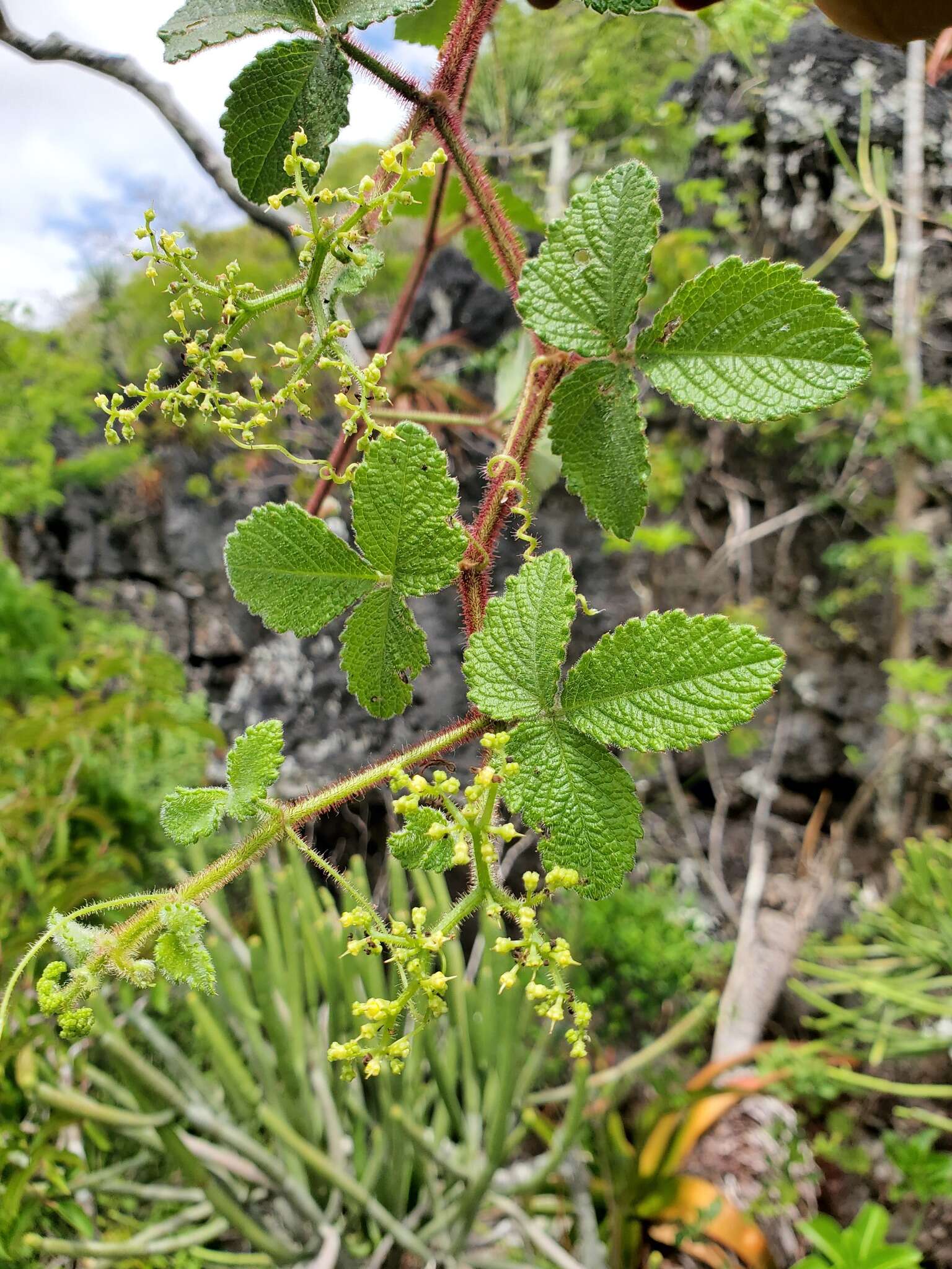 Plancia ëd Cyphostemma glandulosopilosum Descoings