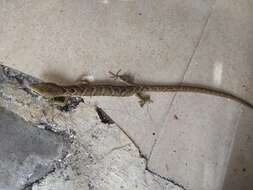 Image of Texas Alligator Lizard