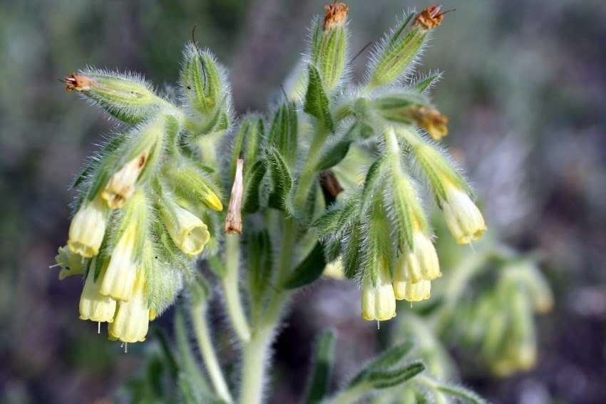 صورة Onosma tricerosperma Lag.