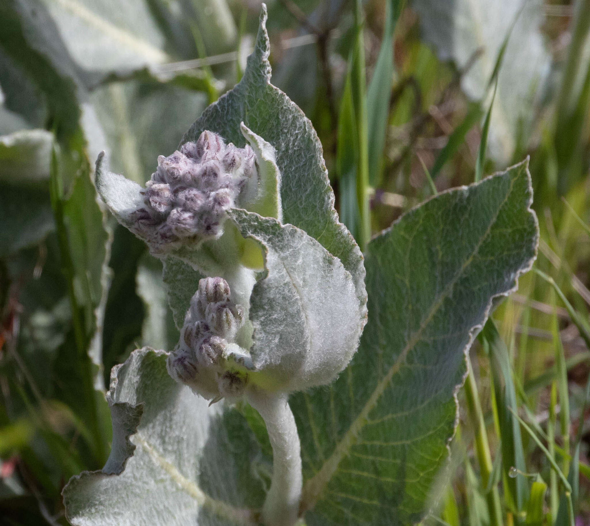 Imagem de Asclepias californica subsp. greenei Woods.