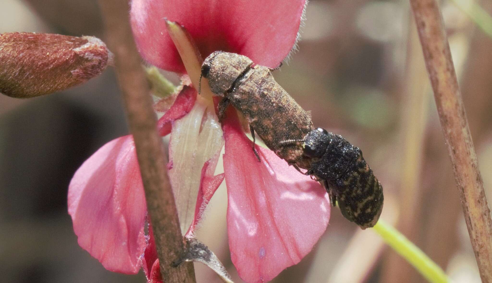 Image of Acmaeodera ruficaudis (De Geer 1778)