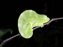 Image of Usambara Three-Horned Chameleon