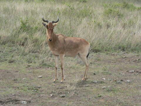 Image of Coke's Hartebeest