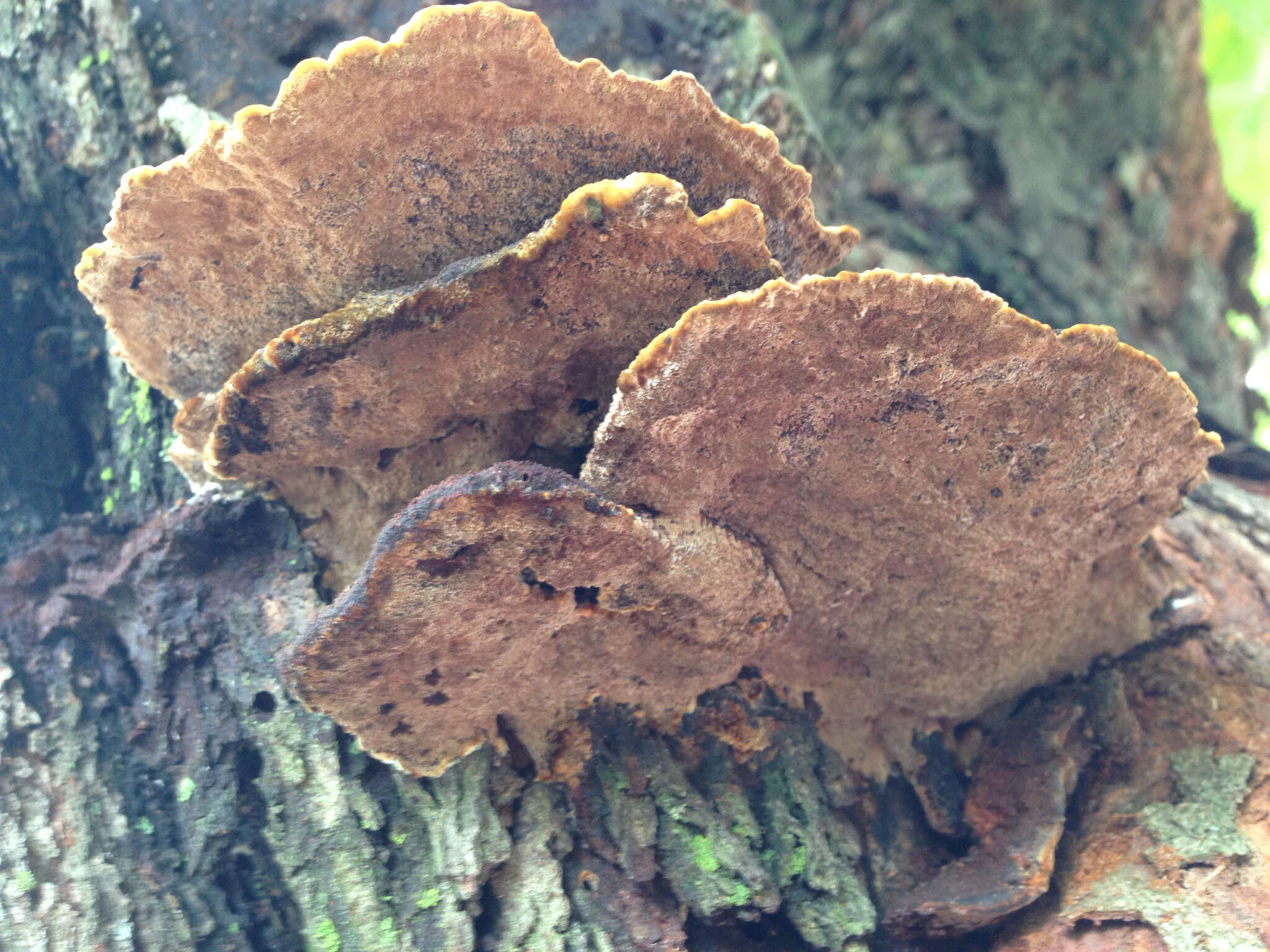 صورة Phellinus gilvus (Schwein.) Pat. 1900