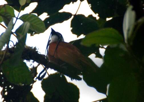 Image of Three-wattled Bellbird