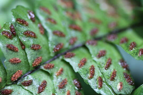 Image of Rain-Forest Spleenwort