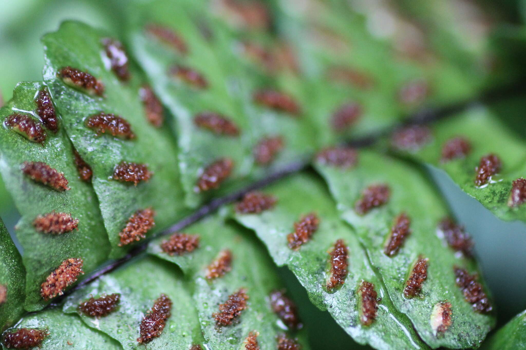 Image de Asplenium normale D. Don