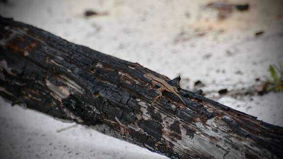 Image of Florida Scrub Lizard