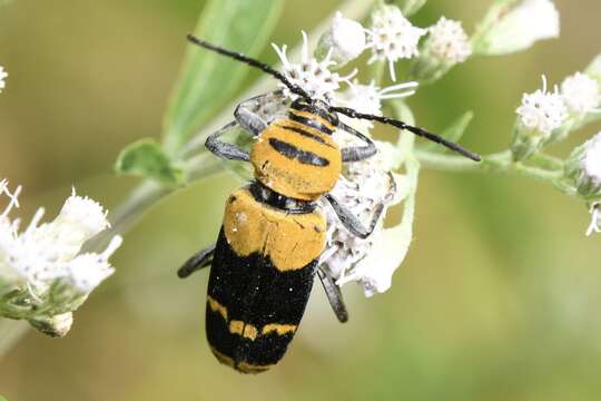 Image of Amorpha Borer