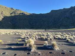 Image of Hawaii Alpine Hair Grass