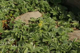 Imagem de Potentilla nivalis Lapeyr.