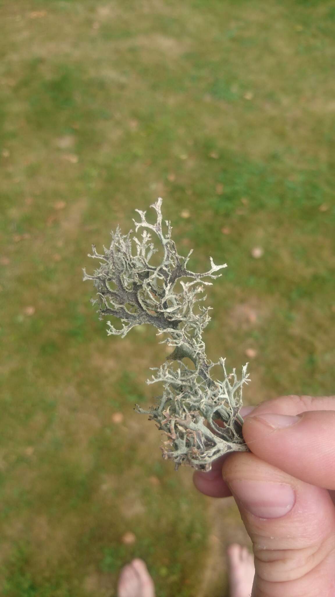 Image of light and dark lichen