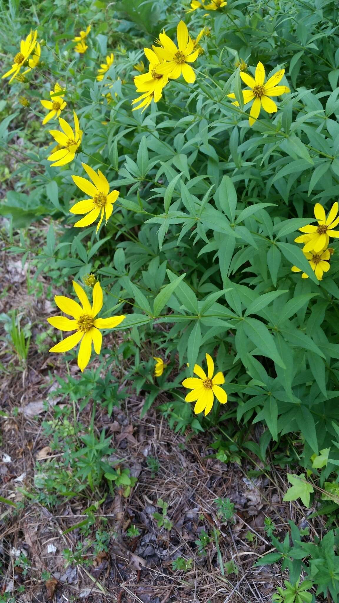 صورة Coreopsis major Walt.