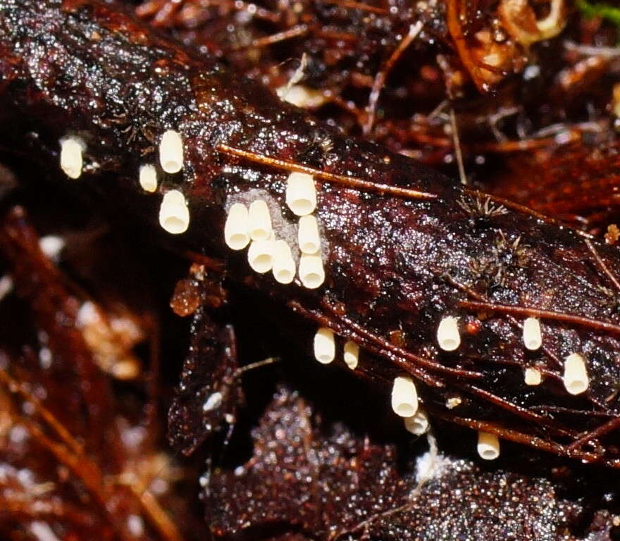 صورة Henningsomyces candidus (Pers.) Kuntze 1898