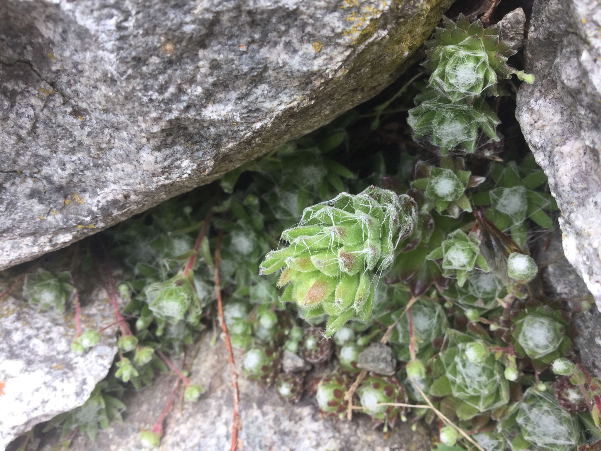 Image of Cobweb Houseleek