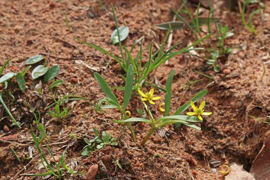 Image of Utah buttercup