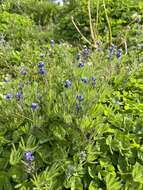 Image of smallflower lupine