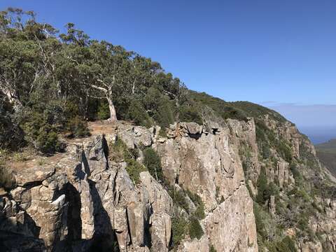 Image of Eucalyptus tenuiramis Miq.