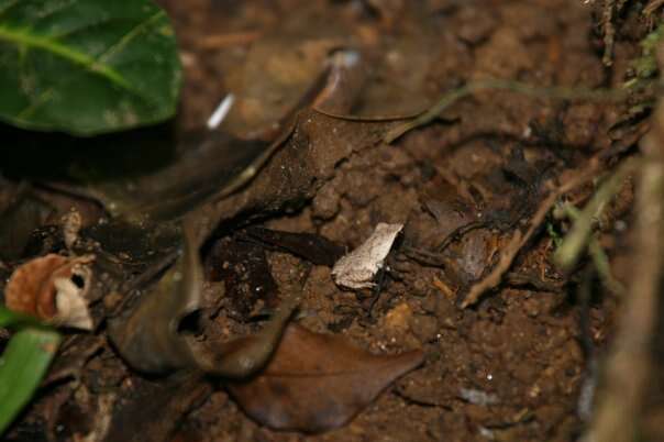 Image of Mahanoro Digging Frog