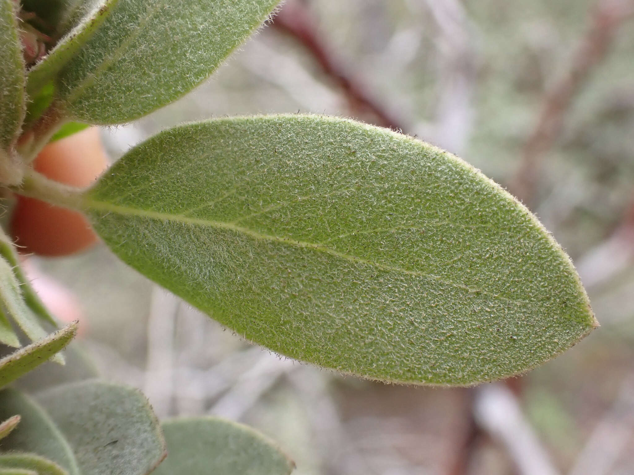 Image of Del Norte manzanita