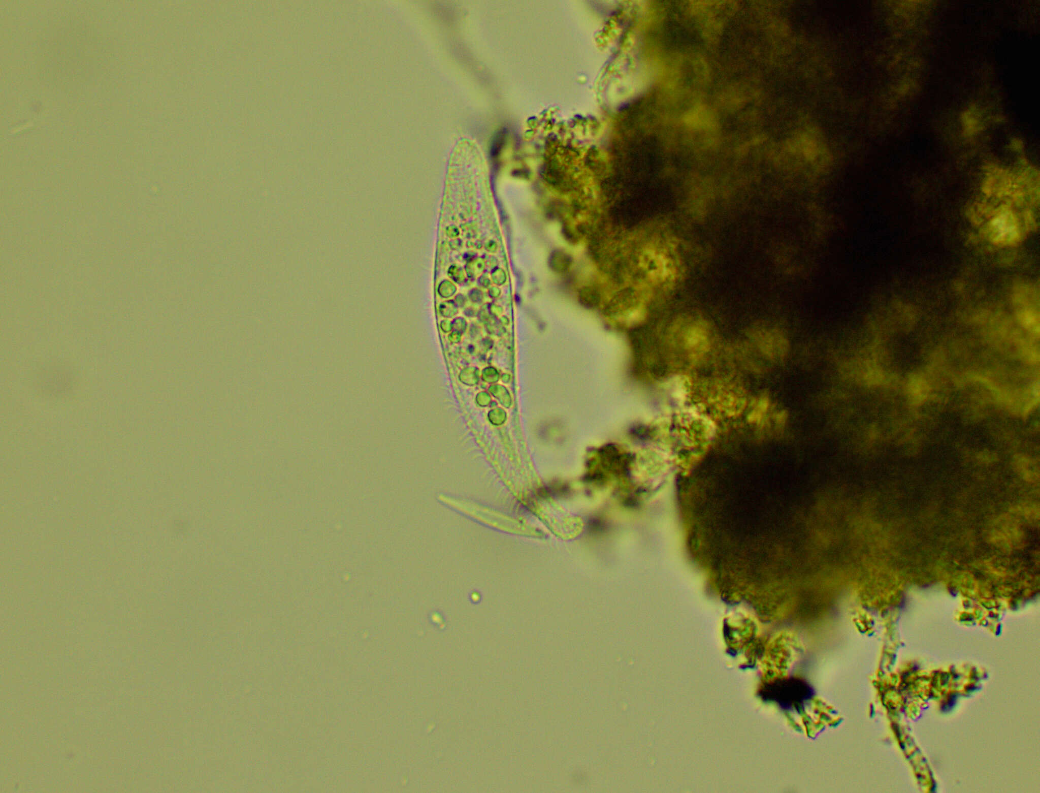 Слика од Litonotus lamella Schewiakoff 1896