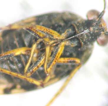 Image of common shorebug